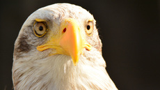 Weißkopf-Seeadler (13).jpg